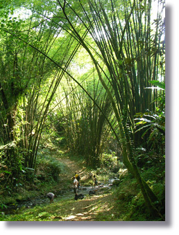 Bamboo forest in South Santo, one of many trekking spot