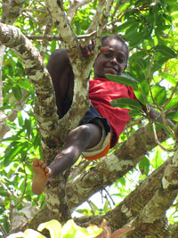 Child on the tree in Sola 